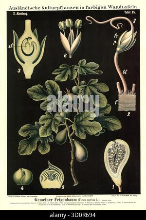 Kulturpflanze, Feige, Feigenbaum, Ficus carica, Illustration von Carl Bollmann, Reproduktion von einer Vorlage aus dem 19. Jahrhundert. Authentisch, D Stock Photo