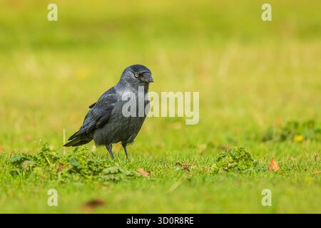 western jackdaw (Coloeus monedula) gathers food on the ground Stock Photo