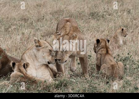 Two Lions greeting each other, with cubs all around Stock Photo