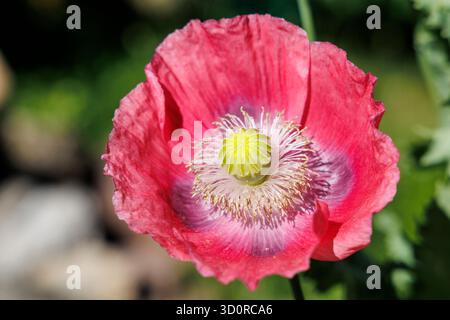 Oriental Poppy, Papaver orientale, Wales, UK Stock Photo