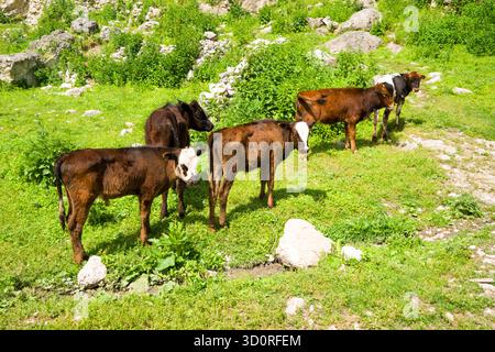 Young european cows and calves in free nature. Stock Photo