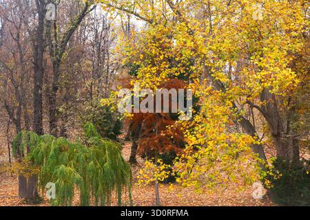 Autumn deciduous forest background with trees Stock Photo