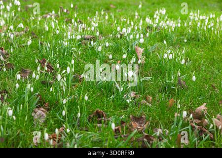 Blooming snowdrop flowers in early spring on the ground without snow Stock Photo