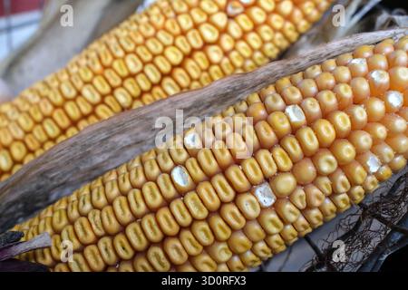 Two dried corn cobs as decoration. The kernels show some signs of aging, with a few missing or partly deteriorated. The corn cobs are partially enclos Stock Photo