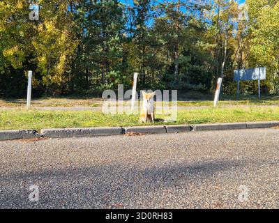 A curious red fox (Vulpes vulpes) sits patiently on the grassy verge by the side of a road on the Curonian Spit in Lithuania Stock Photo