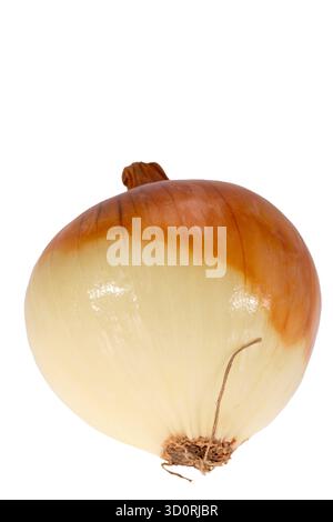 Fresh single onion isolated on white background, close up. Perfect for culinary, healthy eating, and organic food concepts Stock Photo