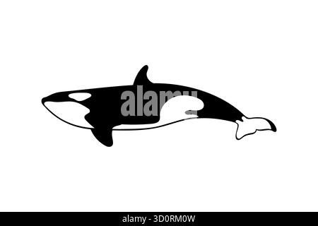 Orca whale isolated on white background. Vector illustration Stock Vector