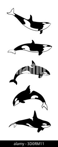 A collection of killer whales in various poses on a white background. Orca whales set. Vector illustration. Stock Vector