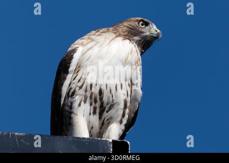 Close-Up of Red-Tailed Hawk Against Clear Blue Sky Stock Photo