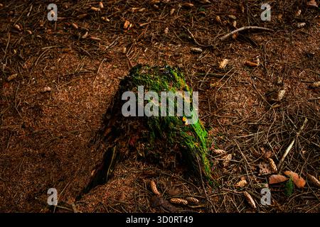 Moss-covered log surrounded by pine cones and twigs on the autumn forest floor in Ticknock, Ireland Stock Photo