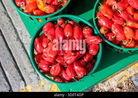 Green plastic basket overflowing with different types of fresh red peppers on display at a farmer's or local market stall Stock Photo