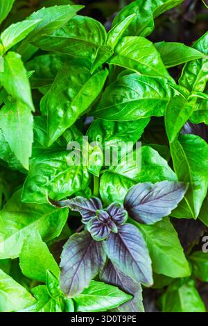 Green and purple basil grows in place, basil is widely used in cooking and as an ornamental plant Stock Photo