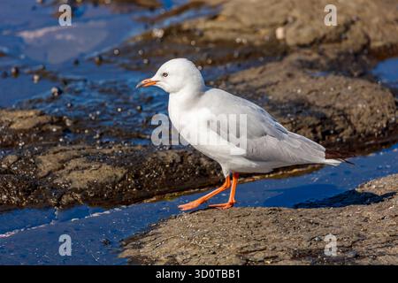 Photograph of a Silver Gull standing on rocks along a rugged coastline near the town of Shellharbour in the Illawarra region of NSW, Australia. Stock Photo