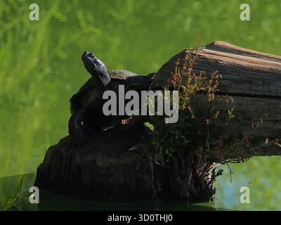 Closeup of Red Ear Slider Turtle on tree stump in pond Stock Photo