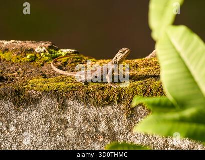 Female common rainbow or red-headed rock Agama (agama agama) in the garden in Yaounde, Cameroon Stock Photo
