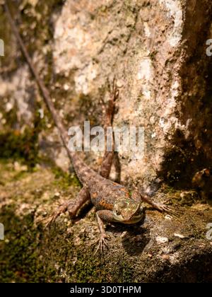 Female common rainbow or red-headed rock Agama (agama agama) in the garden in Yaounde, Cameroon Stock Photo