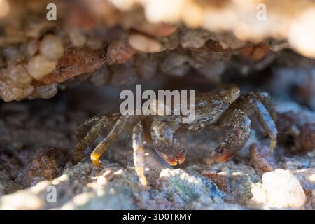 Search Under Rocks Close up of crab of Genus Metopograpsus hiding under rock in the Red ...