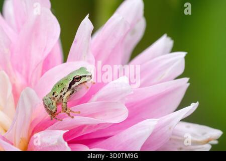 a tiny pacific tree frog standing on a pink dahlia Stock Photo