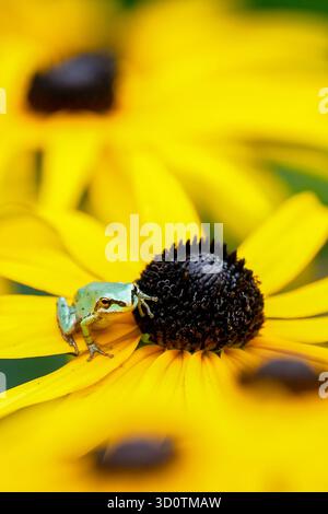 a tiny pacific tree frog standing on a yellow coneflower Stock Photo