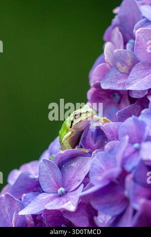 a close view of a tiny pacific tree frog standing on a purple hydrangea Stock Photo