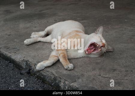 Close-up mixed white and orange color stray cat yawning while sleeping on its side at parking lot area Stock Photo