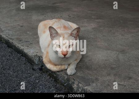 Close-up face of a cute cat crouching on cement floor in parking lot area and looking at the camera Stock Photo