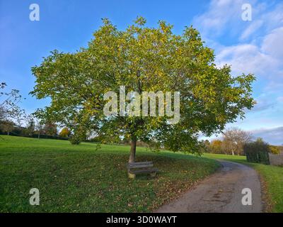 Germany, Beautiful lonely walnut tree with peaceful bench to relax and enjoy the green nature landscape at sunset in autumn Stock Photo