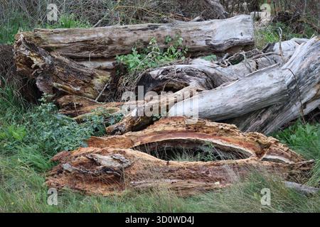 rotten Tree trunk in two Halves Stock Photo