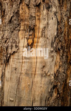 Close-up of tree trunk showing detailed bark texture, nature background, organic pattern and natural wood surface Stock Photo