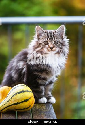 Fluffy gray and white kitten sits on a wooden table next to two colorful ornamental gourds with soft autumn light and blurred background. Stock Photo