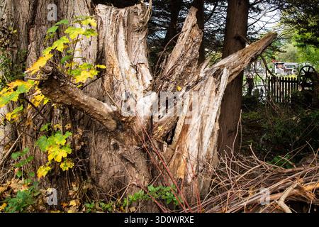 Decaying tree stump beside a river surrounded by woodland foliage, showing natural textures, ageing wood, and signs of forest decay. Stock Photo