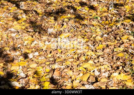 Fallen golden autumn leaves covering the ground, creating a rich natural texture and seasonal background perfect for design or nature themes. Stock Photo