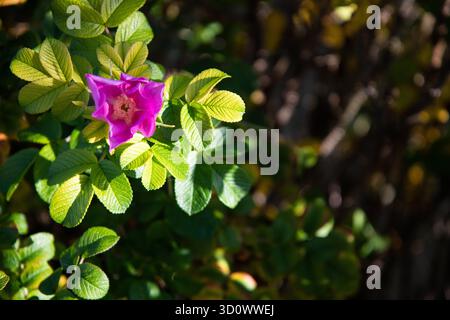 A single pink Rugosa rose with green leaves growing by the River Lea, capturing the beauty of wildflowers along the riverside. Stock Photo