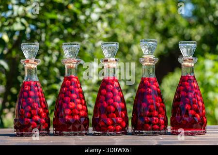 Homemade red cherry liqueur. Berry alcoholic drinks concept. Homemade red wine from ripe cherries in five glass bottles on a wooden table against the Stock Photo