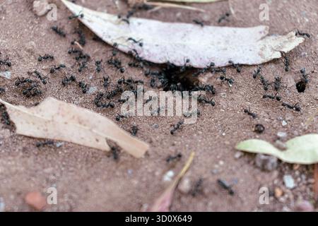 Black Ants swarming around nest Entrance on sandy Ground Stock Photo
