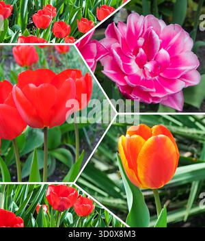 A dynamic photo collage showcases the vibrant beauty of spring with close-ups of red, pink, and orange tulips in full bloom. Stock Photo