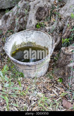 old bucket with dirty water next to an ancient olive tree Stock Photo