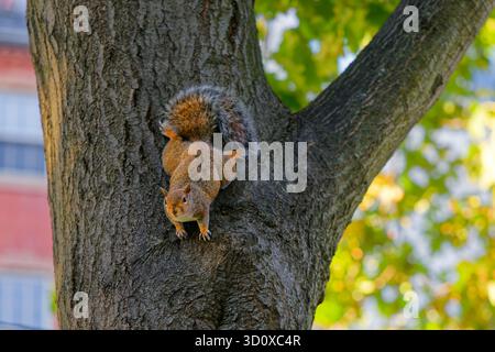 Eastern Gray Squirrel on a tree in Boston Common Stock Photo