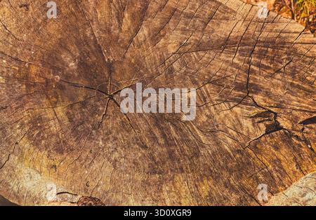 Top View of a Cracked and Weathered Tree Stump Stock Photo
