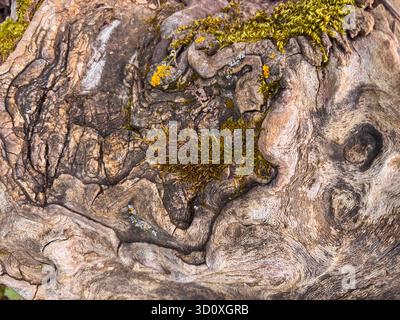 Swirling Wood Grain of an Old Tree Root with Moss Stock Photo