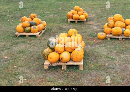 Autumn harvest of orange pumpkins on wooden pallets in rural field Stock Photo