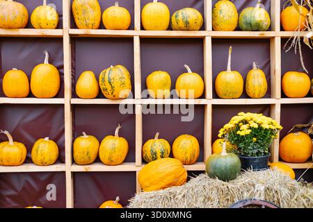 Pumpkins on wooden shelves at autumn harvest fair Stock Photo