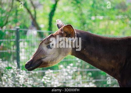 Okapi (Okapia johnstoni) - The forest giraffe Stock Photo