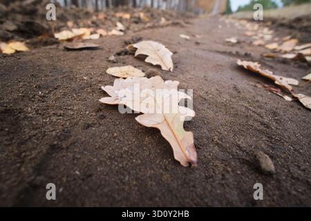 Dry oak leaf on ground in autumn. Fallen leaves Stock Photo