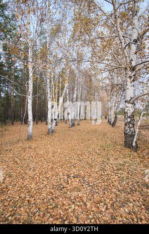 Birch forest in autumn. birch trees with yellow leaves Stock Photo