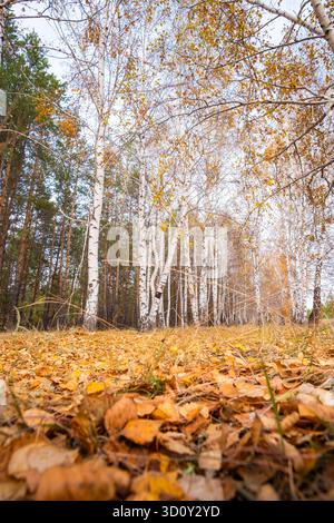 Autumn birch forest with yellow leaves on ground and blue sky Stock Photo