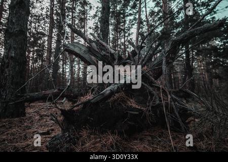 Fallen tree in the pine forest. Nature background. Toned Stock Photo