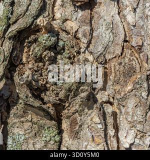 Macro photograph of a tree trunk showing a rough and textured bark surface with visible layers, cracks, and patches of greenish lichen. The image captures the intricate structure and natural aging process of the bark, providing a highly detailed and organi Stock Photo
