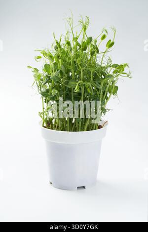 A pot of fresh pea shoots growing with bright green leaves and fine tendrils in a white container, isolated on a clean white background Stock Photo