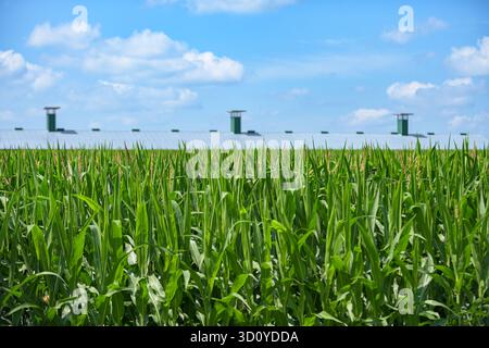 Summer cornfield in rural Ontario stands tall in the foreground while a long barn with a white metal roof and multiple rooftop vents stretches across Stock Photo